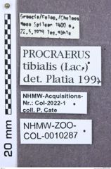 Etikette zu Procraerus tibialis (NHMW-ZOO-COL-0010287)